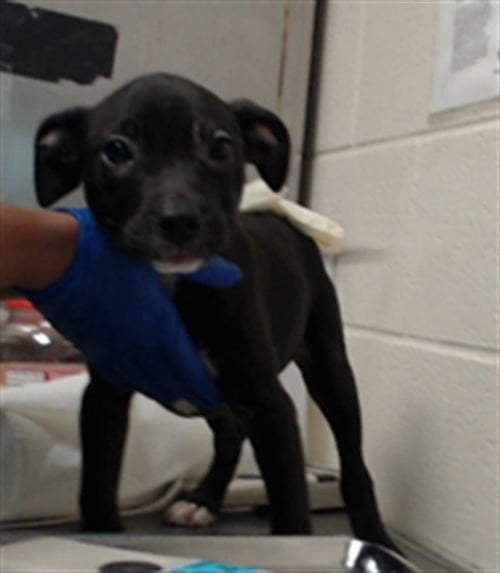 EDDY - Pit Bull Terrier available for adoption
