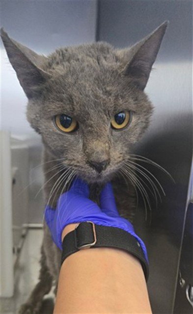 A434891 - Domestic Short Hair available for adoption