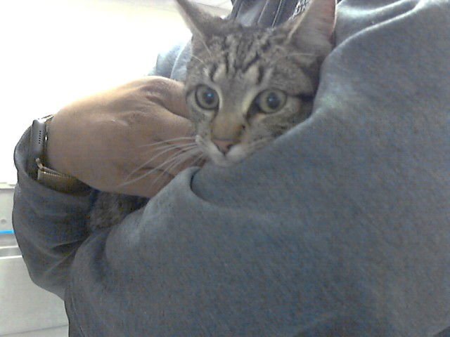 A427558 - Domestic Short Hair available for adoption