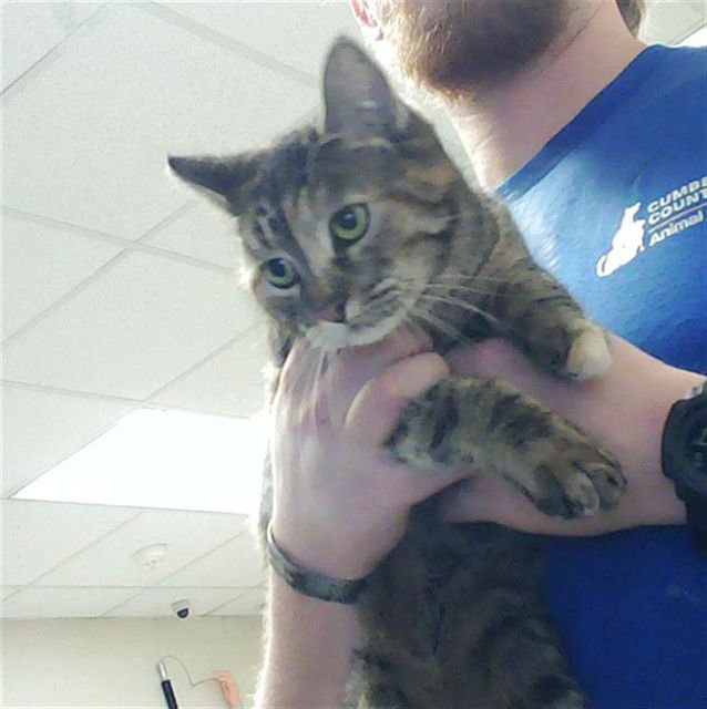 YUKI - Domestic Short Hair available for adoption