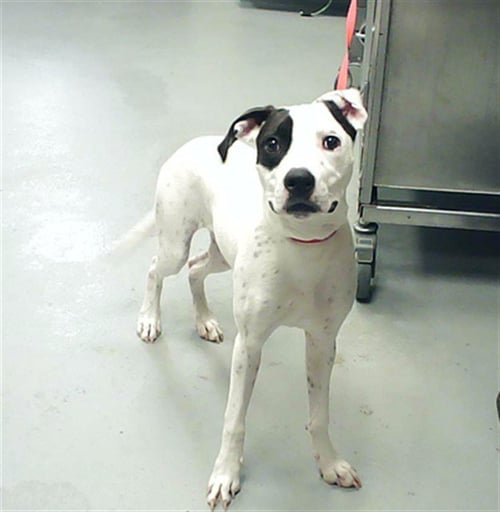 DOT - Pit Bull Terrier available for adoption