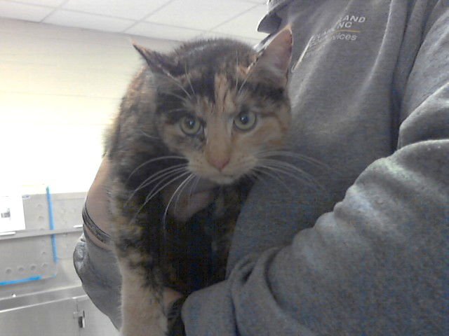 QUEEN VICTORIA - Domestic Short Hair available for adoption