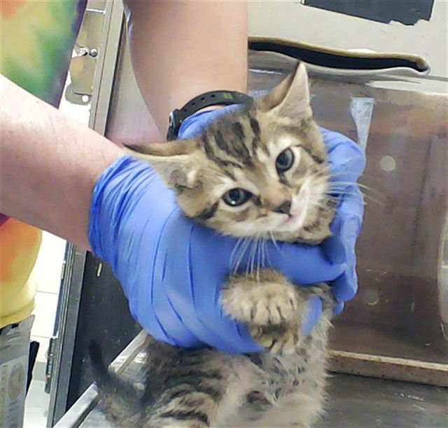 PAW BQ - Domestic Short Hair available for adoption