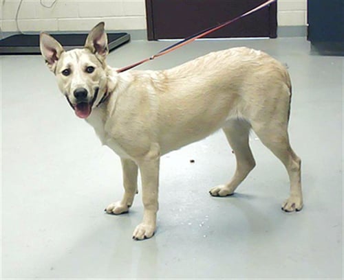 A429050 - German Shepherd Dog / Pit Bull Terrier available for adoption