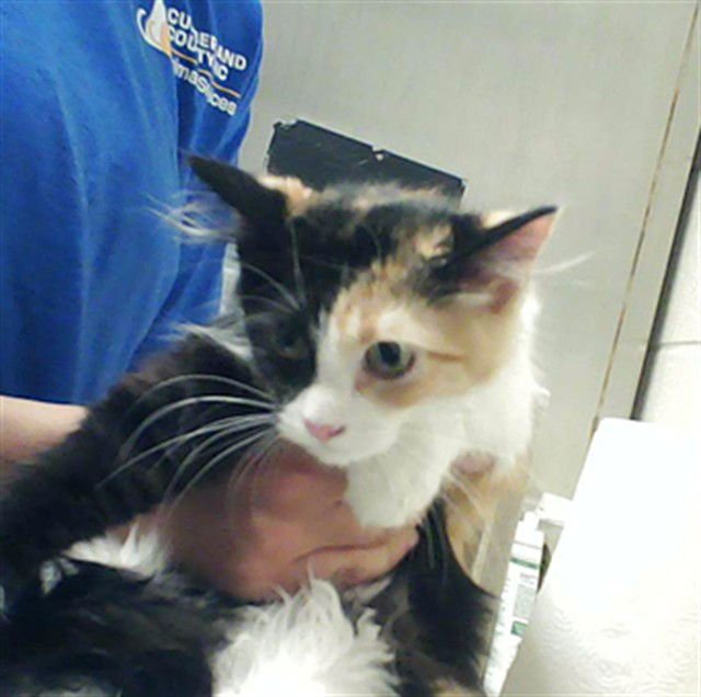 QUEEN CHARLOTTE - Domestic Short Hair available for adoption