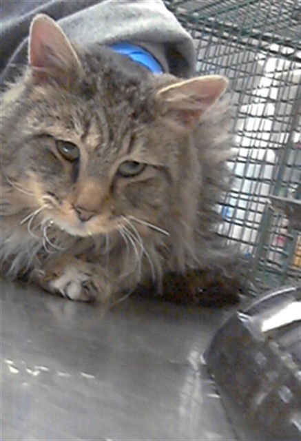 RAFIKI - Domestic Long Hair available for adoption