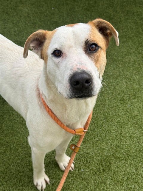 ZULU - Labrador Retriever available for adoption