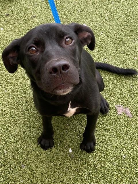 COAL - Pit Bull Terrier / Labrador Retriever for adoption in Fayetteville