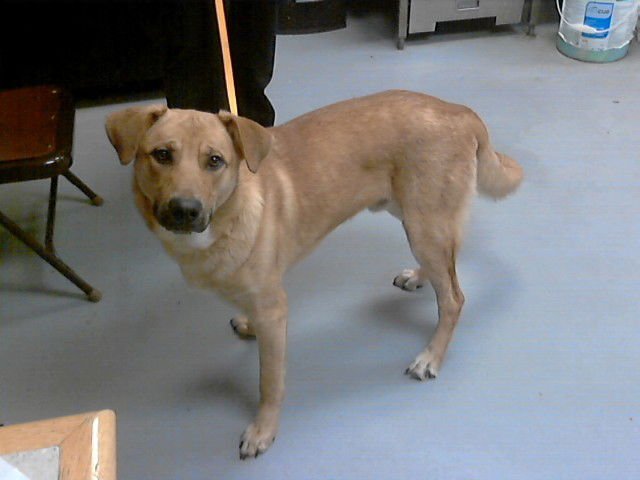 CHOPPER - German Shepherd Dog available for adoption