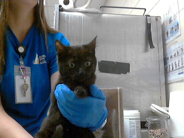 LUNA - Domestic Short Hair available for adoption