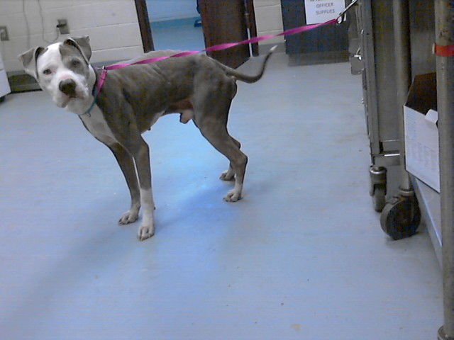 BRUNO - Pit Bull Terrier available for adoption