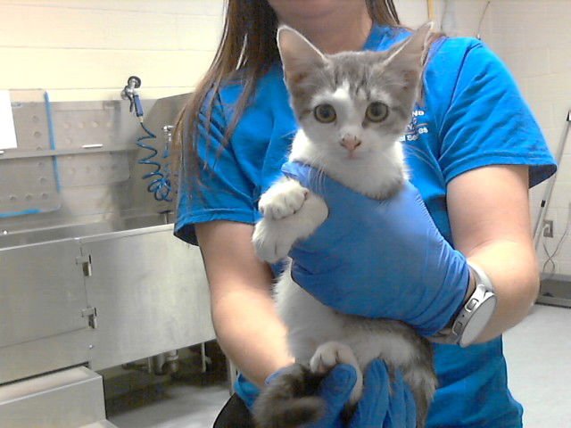 BUNNY - Domestic Short Hair available for adoption