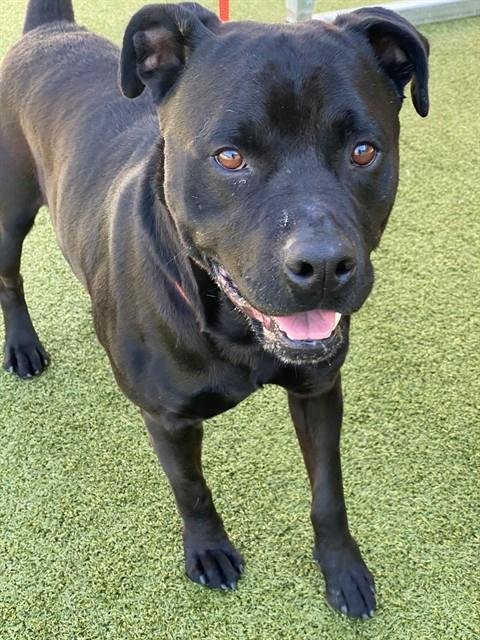 CAIN - Pit Bull Terrier available for adoption