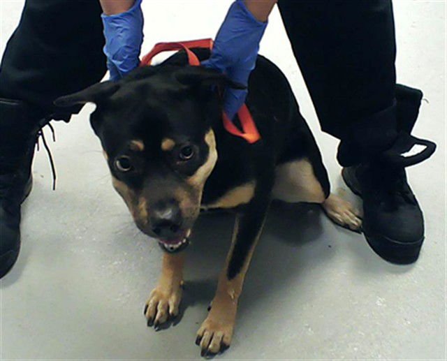 KERI - Australian Cattle Dog/Blue Heeler available for adoption