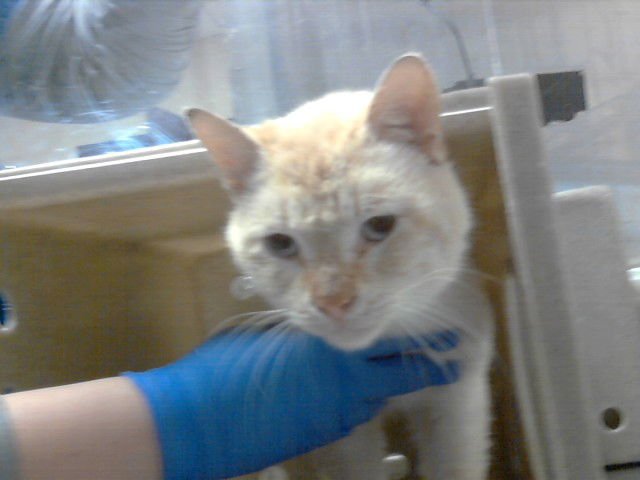 SPICE - Domestic Short Hair available for adoption