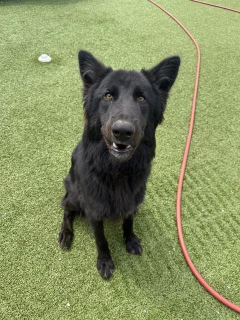 NAZGUL - German Shepherd Dog available for adoption