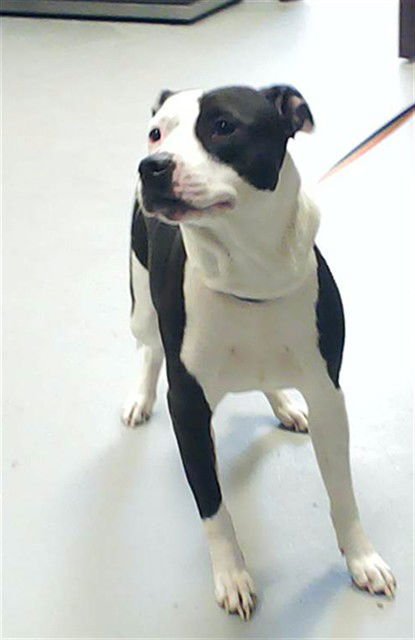 BALLBERRY - Pit Bull Terrier available for adoption