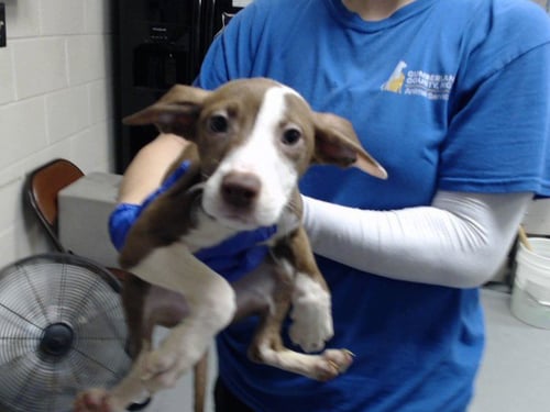 A434503 - Pit Bull Terrier available for adoption