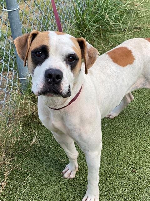 PETRA - Pit Bull Terrier / Boxer available for adoption