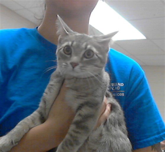 SLINKY - Domestic Short Hair available for adoption