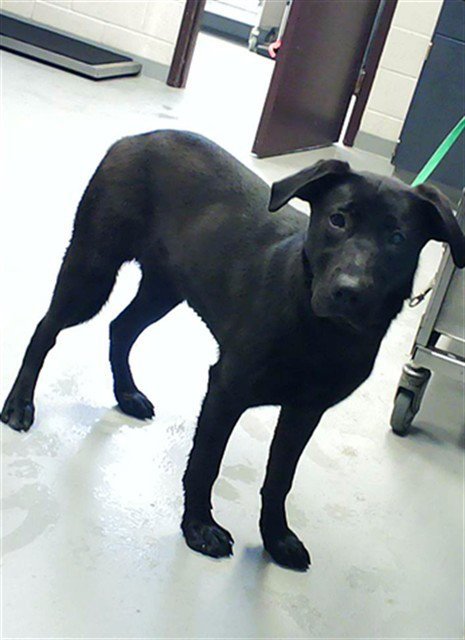 A429228 - Labrador Retriever available for adoption