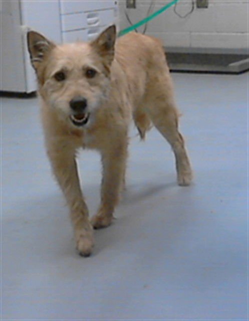PATTY CAKES - Cairn Terrier / Australian Cattle Dog/Blue Heeler available for adoption
