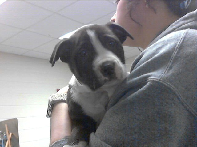 MINDY - Pit Bull Terrier available for adoption