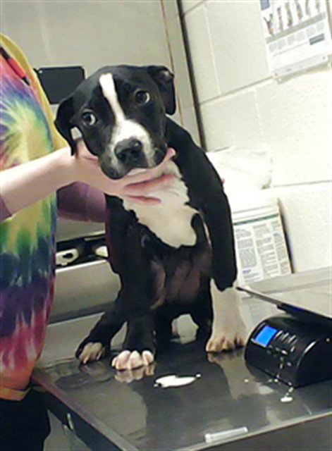 DEUTERONOMY - Pit Bull Terrier available for adoption