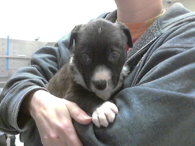 A426865 - Labrador Retriever available for adoption