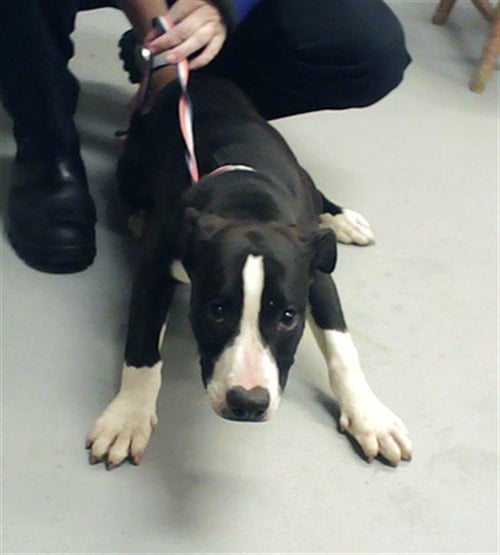 ESCOBAR - Pit Bull Terrier available for adoption