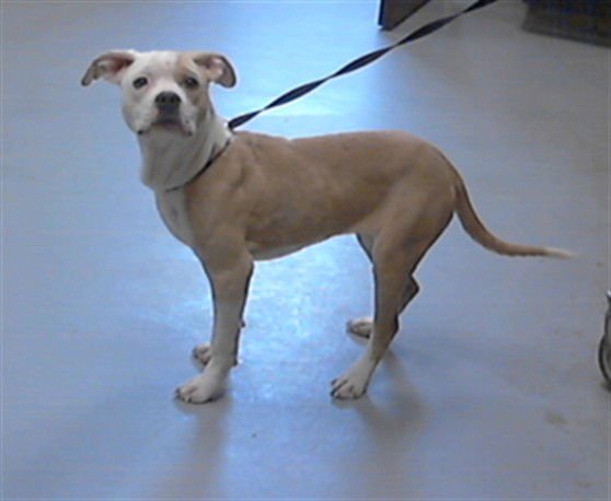 PIPER - Pit Bull Terrier available for adoption