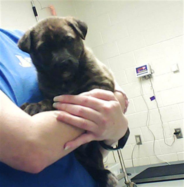 LORAX - Pit Bull Terrier available for adoption