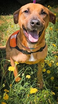 DAISY - Photo 1