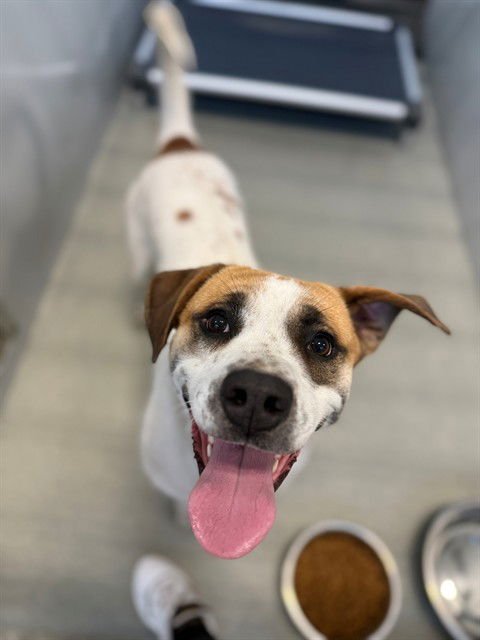 JAYCEE - Boxer available for adoption