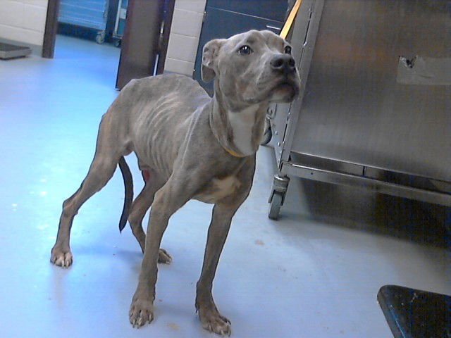 CONNOR - Pit Bull Terrier available for adoption