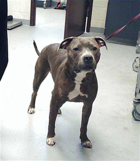 DIGGER - Pit Bull Terrier available for adoption