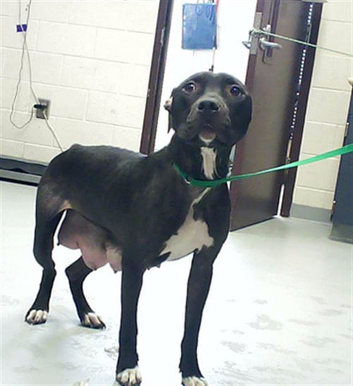 A429769 - Pit Bull Terrier available for adoption