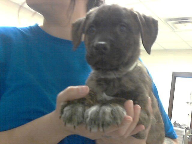 NIGHTSHADE - Pit Bull Terrier available for adoption