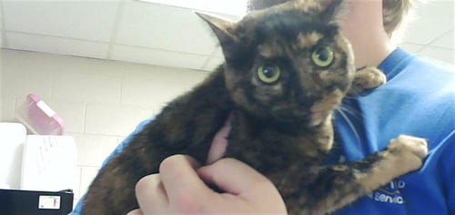 LILY - Domestic Short Hair available for adoption