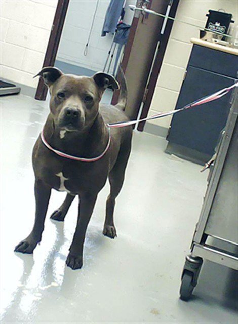 BLUE - Pit Bull Terrier available for adoption