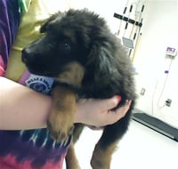 GRIFFIN - Photo 1