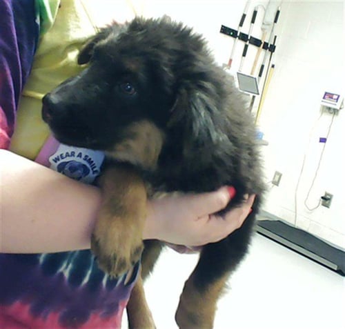 GRIFFIN - German Shepherd Dog available for adoption
