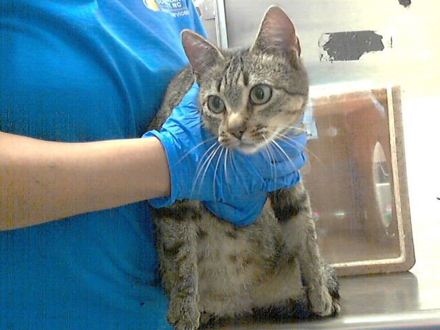 BAGEL - Domestic Short Hair available for adoption