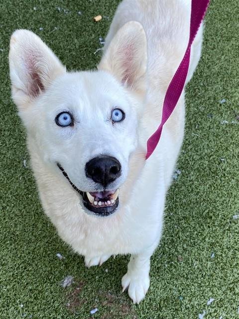 MYSTIK - Siberian Husky available for adoption