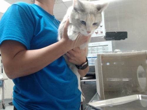A434398 - Snowshoe available for adoption