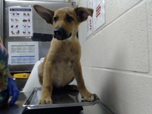 A434919 - German Shepherd Dog available for adoption