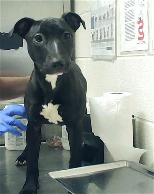 A428760 - Pit Bull Terrier available for adoption