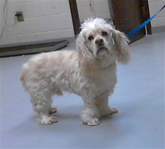 CHARLEY - Cocker Spaniel available for adoption