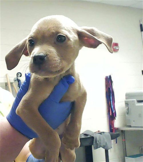 THEO - Pit Bull Terrier available for adoption