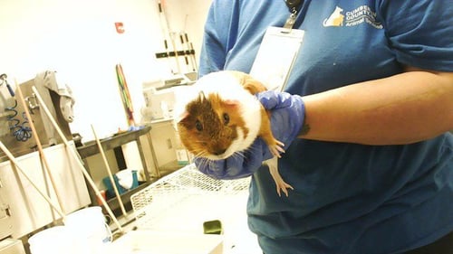 COCO MELON - Guinea Pig available for adoption